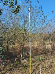 때죽나무 R15 옥산면 실측 사진 1