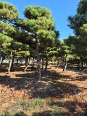 소나무(조형) R20 H3.5 백구면 실측 사진 4