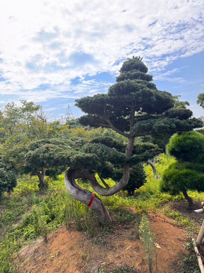 오엽송