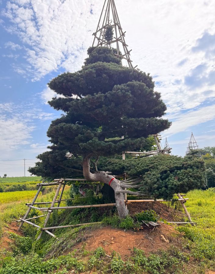 오엽송