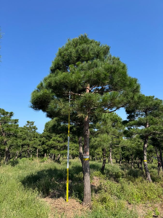 소나무