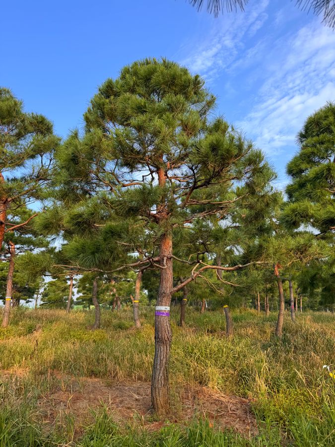 소나무