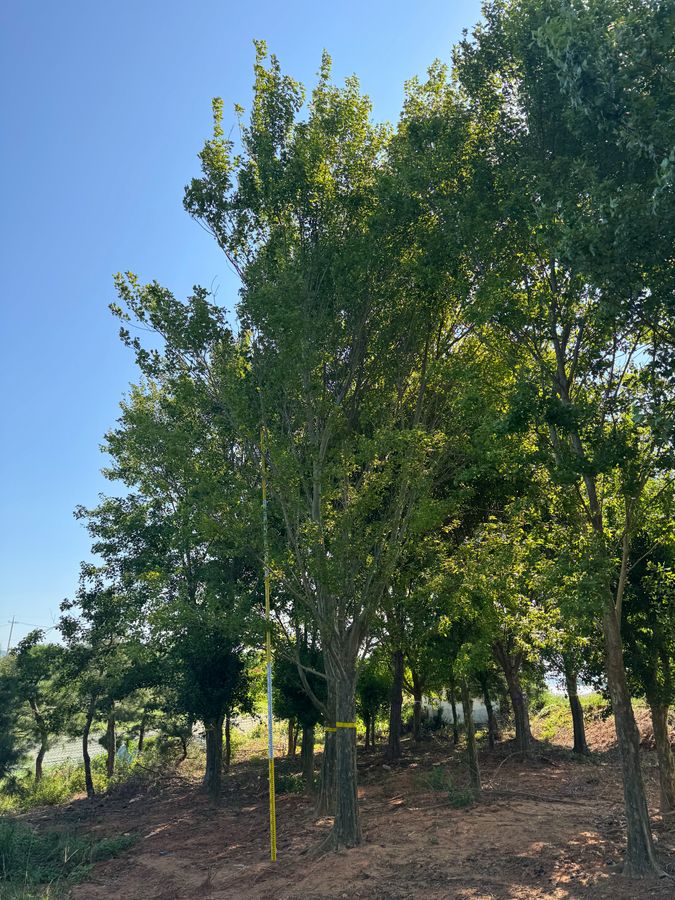 중국단풍