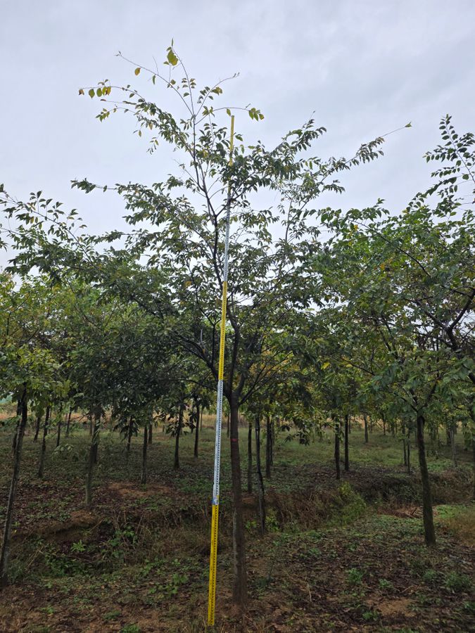 팽나무 R15 청주 실측 사진 1