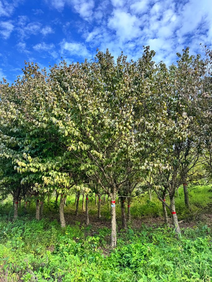 산수유