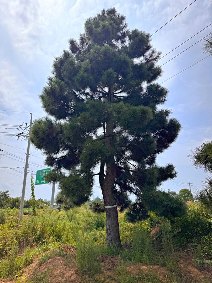 곰솔(해송)