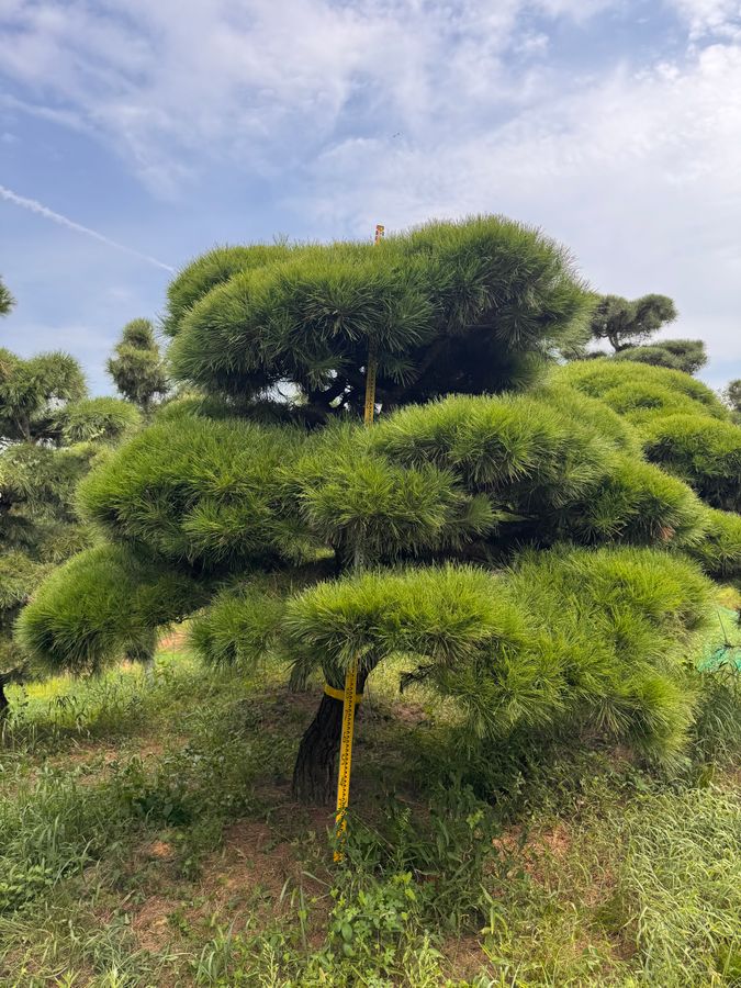 소나무