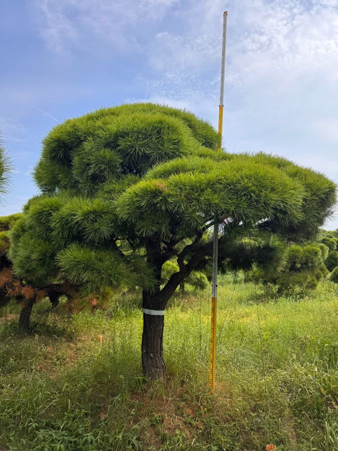 소나무