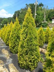 써니스마라그 H1 변산면 실측 사진 3