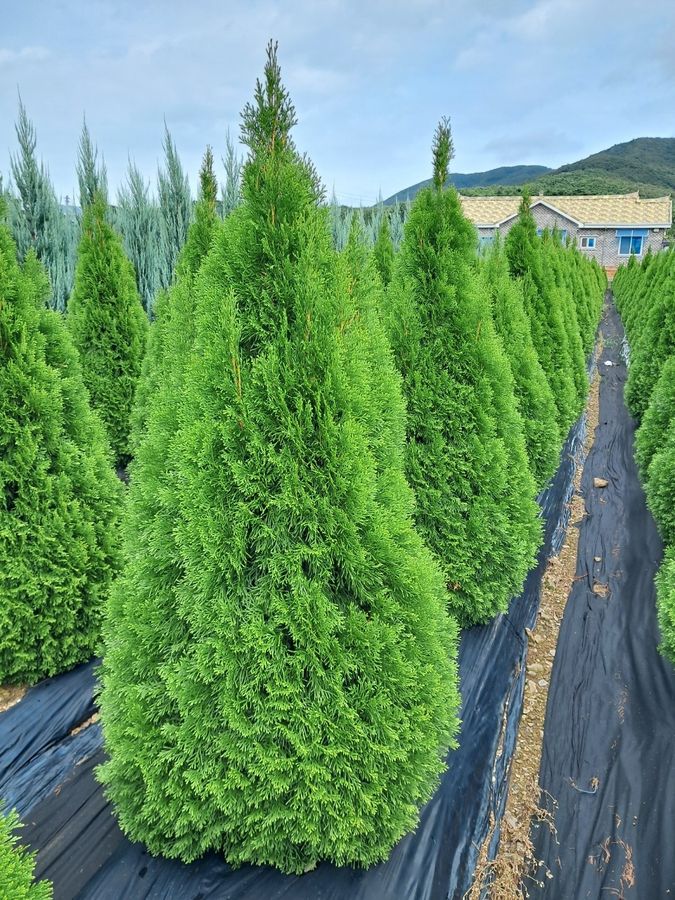에메랄드그린 H1.8 변산면 실측 사진 1