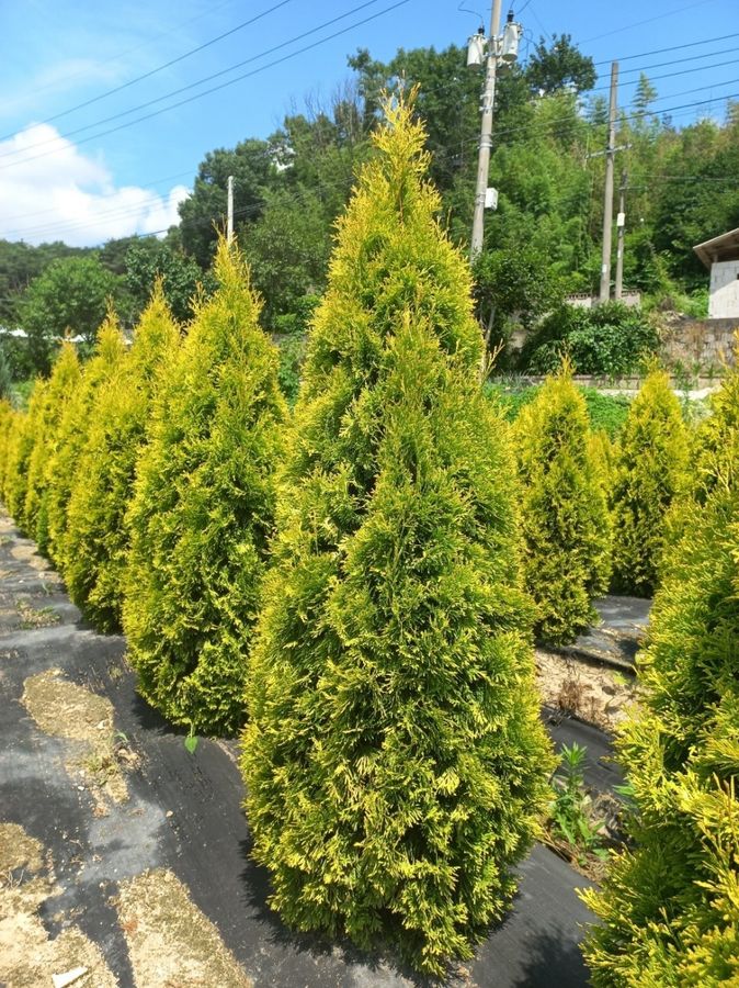 써니스마라그 H1 변산면 실측 사진 1