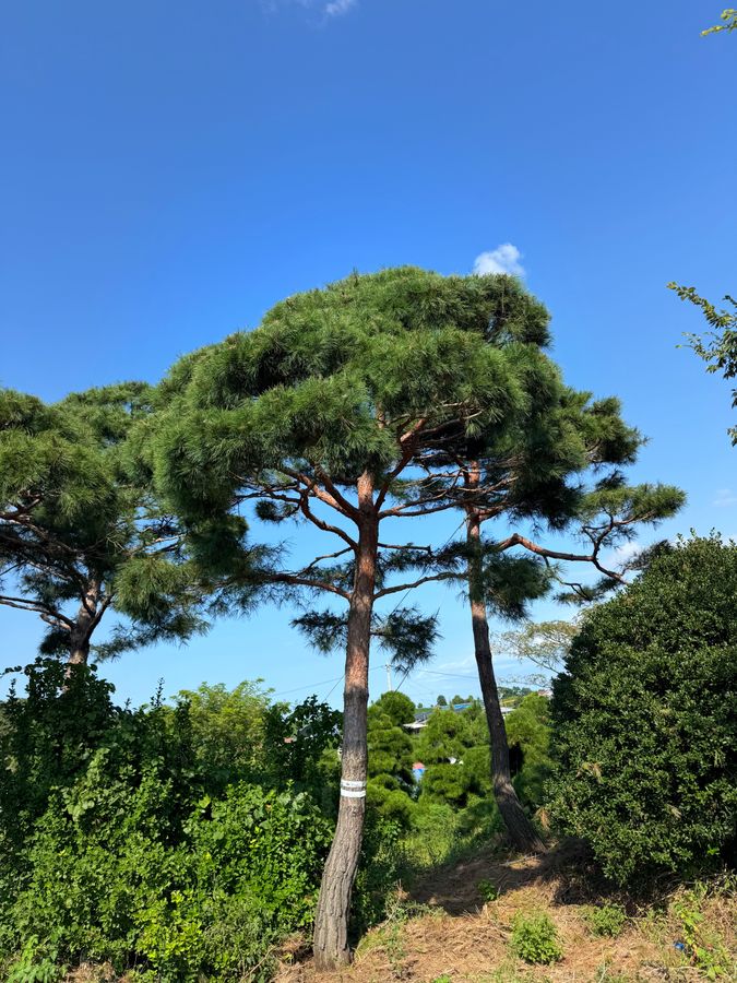 소나무