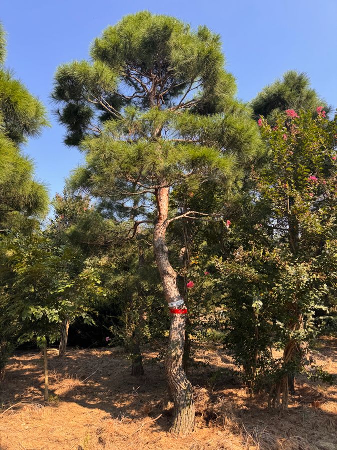 소나무