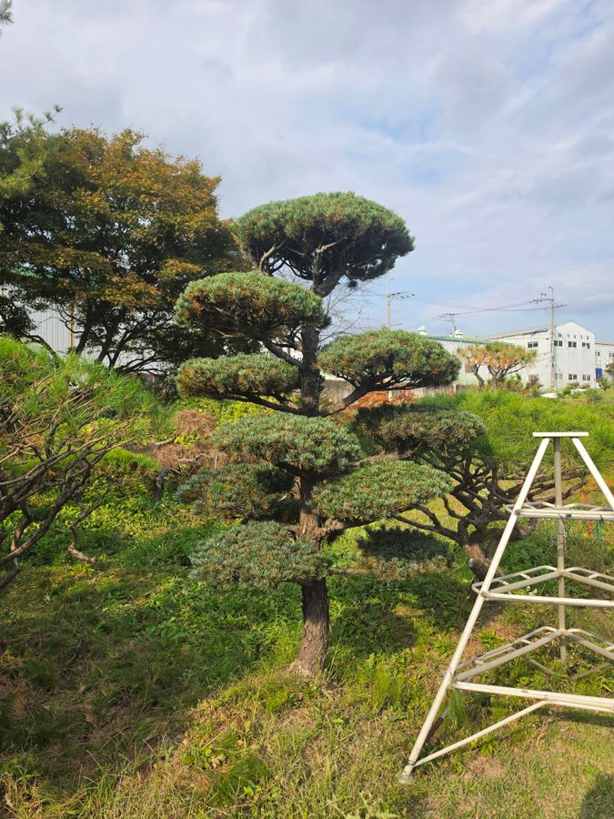 섬잣나무 R15 H2.5 화성 실측 사진 1