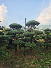 섬잣나무 R15 H2.5 화성 실측 사진 4