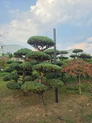 섬잣나무 R15 H2.5 화성 실측 사진 7